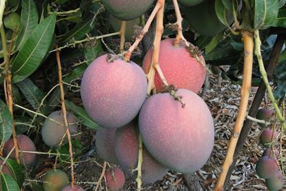 Empafrut Mangos Sorte Haden (1)