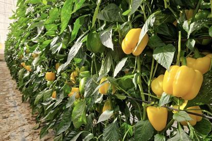 Semillas Fitó peppers