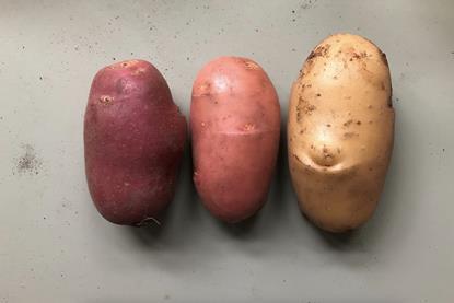 KeyGene skin transplant potatoes 2025