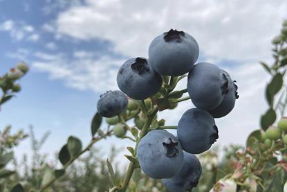 Fruitist blueberries