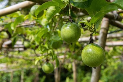 Grüne Passionsfrüchte an der Pflanze