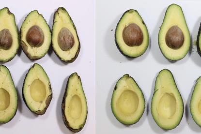 Untreated vs treated AgroSustain avocados after six days at room temperature