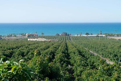 Montosa fields