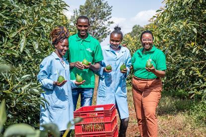 Kenyan avocados picked MUST CREDIT Karakuta Farm