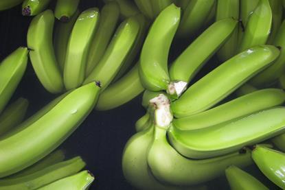 Ecuador Bio-Bananen - Produktion & Verpackung (40)