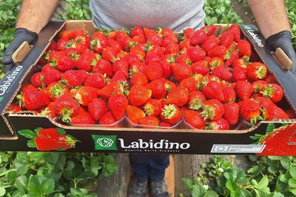 Labidino