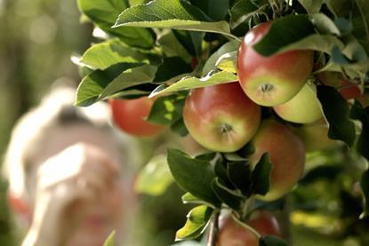 DE BayWa Bodensee apples