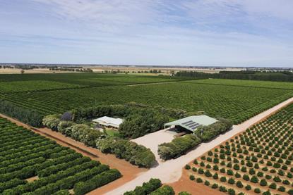 Riverina Budwood Citrus Orchard Warakirri Diversified Agriculture Fund