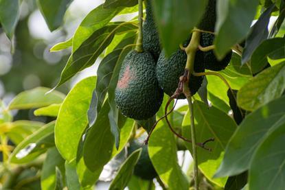 Avocados Adobe Stock
