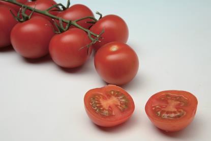 HM Clause Genio cherry tomato