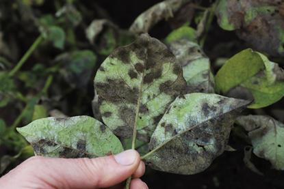 Potato blight is a devastating disease that caused the Irish Potato Famine in the 1800s