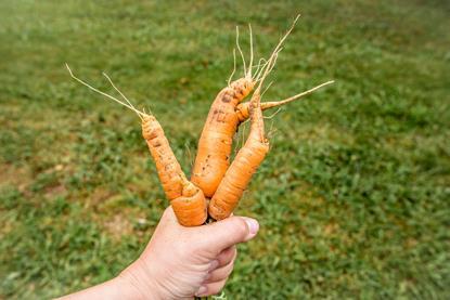 Inconsistent growth due to heatwaves has left many carrots misshapen