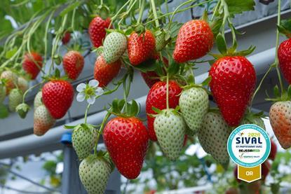 Planasa Demoiselle strawberry