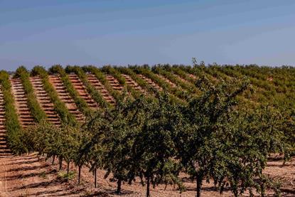 Sustainable EU Almond 4