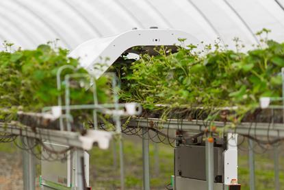 Thorvald 3 is treating 20 per cent of strawberry tabletops in the UK