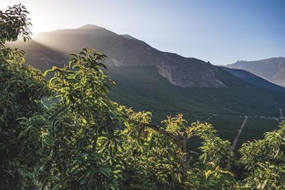Chilean avos