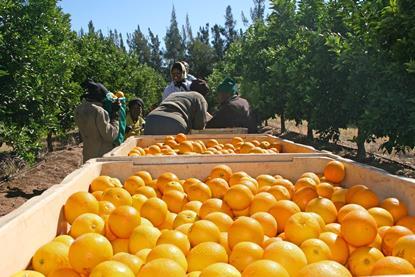 Orangen-Ernte Südafrika