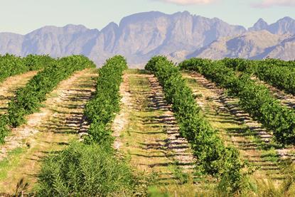 Lemon production South Africa Western Cape