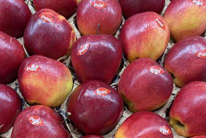 Poland apples Pola