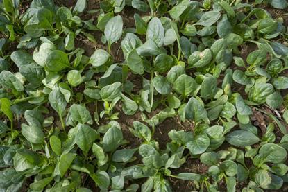 New Zealand spinach