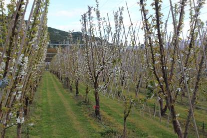 New Zealand cherries Plant and Food Research