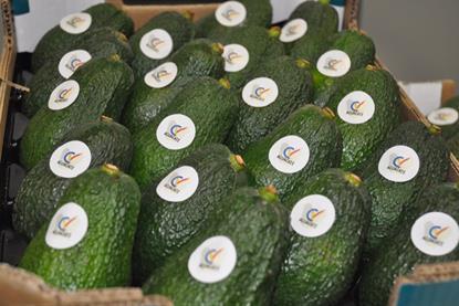 Aguacate valencia