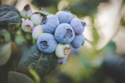 Heidelbeeren aus Simbawe am Strauch