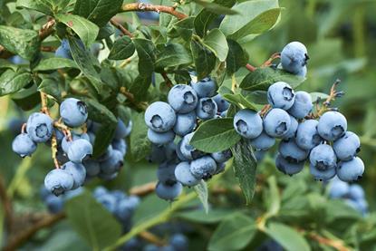 Berries ZA South African blueberries