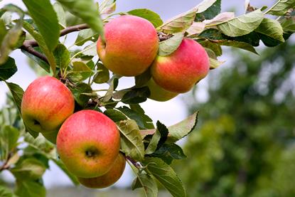 Growers are planting fewer new apple trees