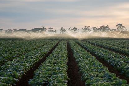 Vegetable crop