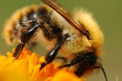 Natur Artenvielfalt Kompass 2025_Wildbiene