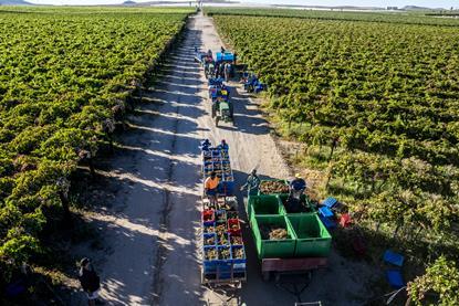 The upcoming raisin harvest in South Africa is expected to be eight per cent bigger than the last