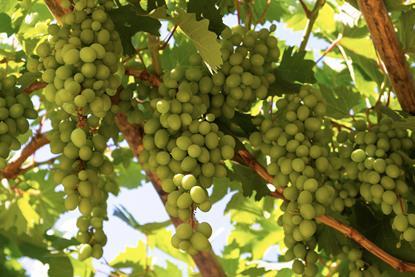 California table grapes Adobe Stock