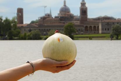 MANTOVA_MeloneMantovano