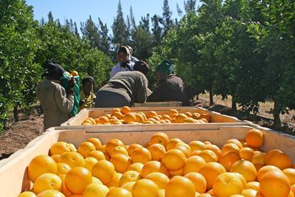 Turkey-Valencia-harvest l.b.