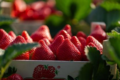 Campo Fresón de Palos (19)