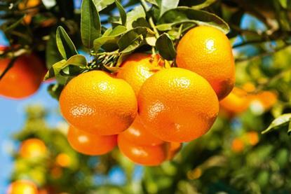 Albanian mandarins