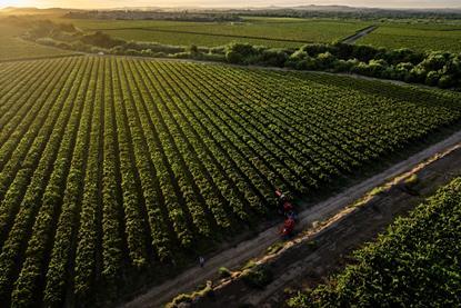 South Africa Raisin harvesting landscape