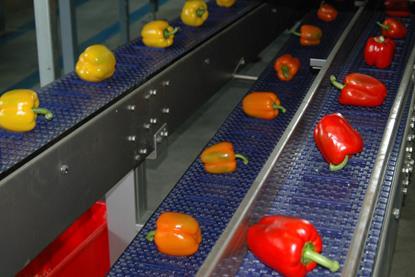 Paprika Sortierung
