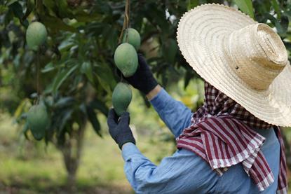 Grower checking mangoes on tree
