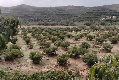 Avocadoplantage in Velez