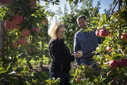 Susan Brown and Kevin Maloney look at Pink Luster in a Cornell AgriTech orchard_photo credit Jason Koski