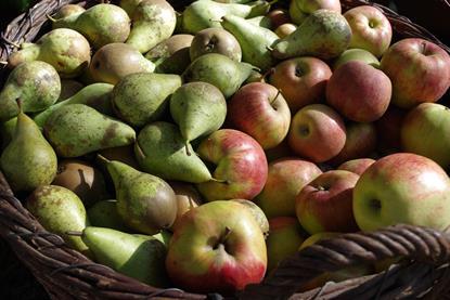 apfel-birne-Marcus61-pixabay-2022-apples-4174409