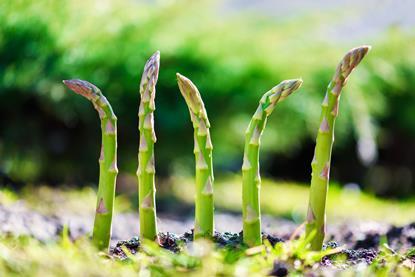 High temperatures are affecting asparagus quality in Peru
