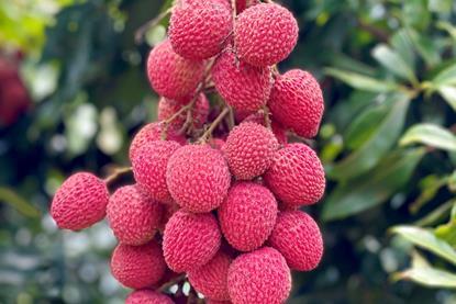 Lychees photo credit Britchis Brazil-ipd