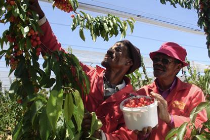 Cherry picking Ceres South Africa