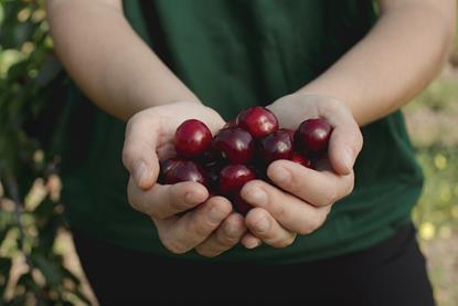 Picota cherries in hand Spain