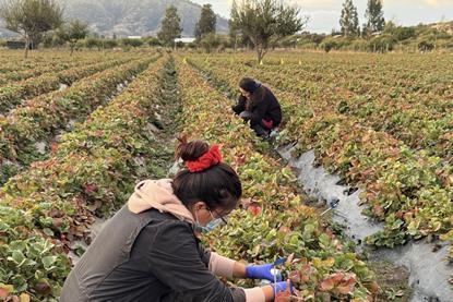 Inia strawberry trial
