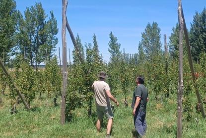 Eosta topfruit