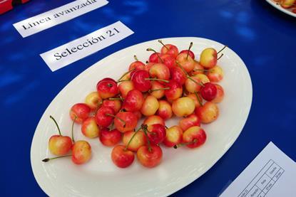 Chile cherry new variety selection 21